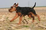 WELSH TERRIER 071